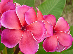 (image for) Plumeria Rubra \'Sexy Pink\' x 6 Seeds